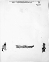 Gibberella cyanogena image